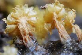 Attēlu rezultāti vaicājumam “Trichia erecta”