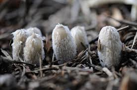 Attēlu rezultāti vaicājumam “Podostroma leucopus”