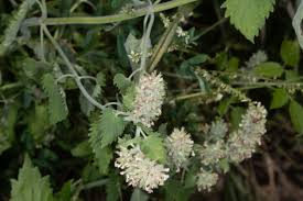 Image result for Nepeta cataria