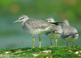 Image result for Tringa brevipes