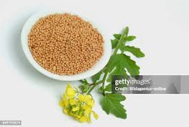 Attēlu rezultāti vaicājumam “Sinapis alba fruit”