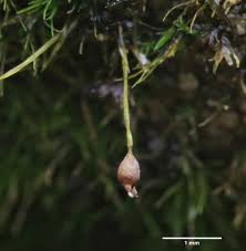 Attēlu rezultāti vaicājumam “Seligeria pusilla”