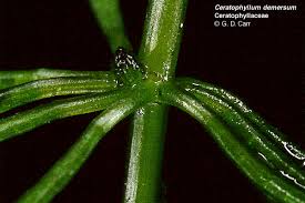 Attēlu rezultāti vaicājumam “Ceratophyllaceae”