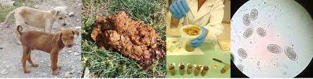 Image result for cestoda excrement dog