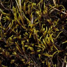 Attēlu rezultāti vaicājumam “Calliergon trifarium”