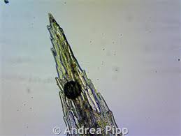 Attēlu rezultāti vaicājumam “Bryum funkii macro”