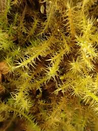 Attēlu rezultāti vaicājumam “Campylium protensum”