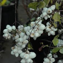 Attēlu rezultāti vaicājumam “Symphoricarpos albus fruit”