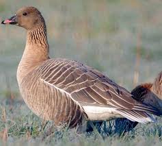 Attēlu rezultāti vaicājumam “Anser brachyrhynchus adult”