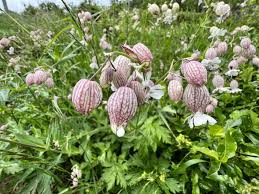 Image result for Silene vulgaris