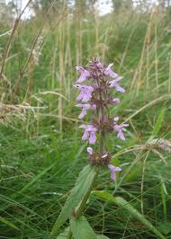 Attēlu rezultāti vaicājumam “Stachys palustris bud”