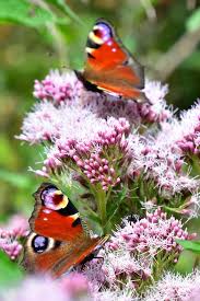 Attēlu rezultāti vaicājumam “Inachis io upperside”