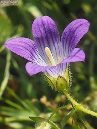 Image result for Campanula strigosa