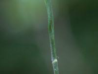 Attēlu rezultāti vaicājumam “Bromopsis benekenii”