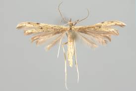 Attēlu rezultāti vaicājumam “Adaina microdactyla”