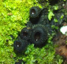 Attēlu rezultāti vaicājumam “Pseudoplectania nigrella”