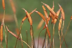 Attēlu rezultāti vaicājumam “Tortella tortuosa”