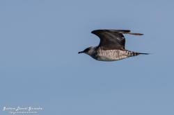 Attēlu rezultāti vaicājumam “Stercorarius parasiticus adult”