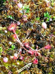 Attēlu rezultāti vaicājumam “Drosera x obovata”