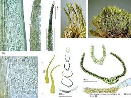 Attēlu rezultāti vaicājumam “Dicranum flagellare”