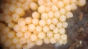 Attēlu rezultāti vaicājumam “Heterotrichia ferruginea (syn. Arcyria ferruginea)”