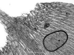 Attēlu rezultāti vaicājumam “Brachytheciastrum velutinum”