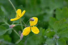 Attēlu rezultāti vaicājumam “Chelidonium majus leaf”