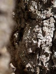 Attēlu rezultāti vaicājumam “Sclerophora coniophaea”