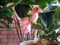 Attēlu rezultāti vaicājumam “Juglans mandshurica female flower”