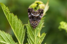 Attēlu rezultāti vaicājumam “Protodeltote pygarga”