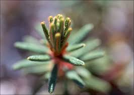 Attēlu rezultāti vaicājumam “Ledum palustre leaf”