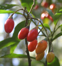 Attēlu rezultāti vaicājumam “Luzula campestris fruit”