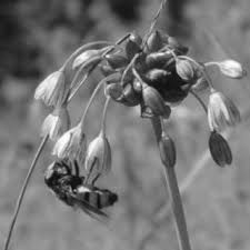 Attēlu rezultāti vaicājumam “Allium oleraceum bud”
