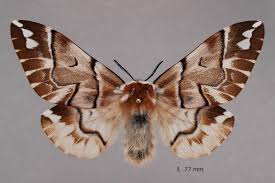 Attēlu rezultāti vaicājumam “Endromis versicolora”