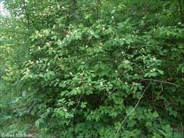 Attēlu rezultāti vaicājumam “Lonicera xylosteum”