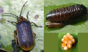 Attēlu rezultāti vaicājumam “Galerucella nymphaeae”