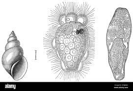 Attēlu rezultāti vaicājumam “Diderma spumarioides young”