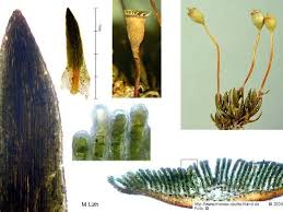 Attēlu rezultāti vaicājumam “Pogonatum nanum”