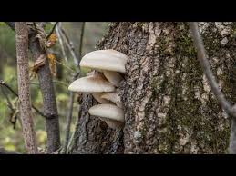 Attēlu rezultāti vaicājumam “Hypsizygus ulmarius”