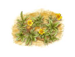 Attēlu rezultāti vaicājumam “Potentilla reptans leaf”