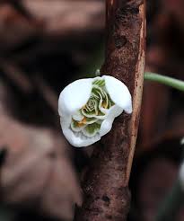 Attēlu rezultāti vaicājumam “Galanthus nivalis bud”