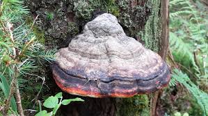 Attēlu rezultāti vaicājumam “Fomitopsis pinicola”