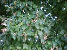 Attēlu rezultāti vaicājumam “Acer tataricum subsp. ginnala flower”