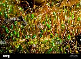 Attēlu rezultāti vaicājumam “Funaria hygrometrica”