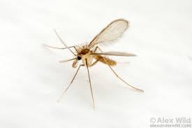 Attēlu rezultāti vaicājumam “Nematocera”