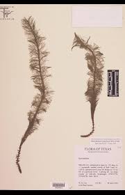 Attēlu rezultāti vaicājumam “Haloragaceae”