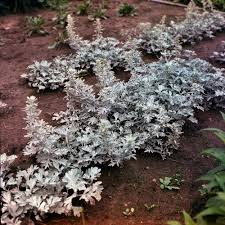 Image result for Artemisia gmelinii