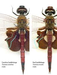 Attēlu rezultāti vaicājumam “Scardia boletella exuvia”