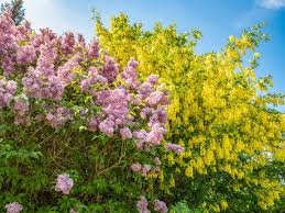 Attēlu rezultāti vaicājumam “Laburnum anagyroides flower”
