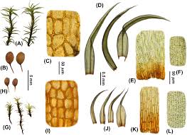 Attēlu rezultāti vaicājumam “Distichium capillaceum sporophyte”